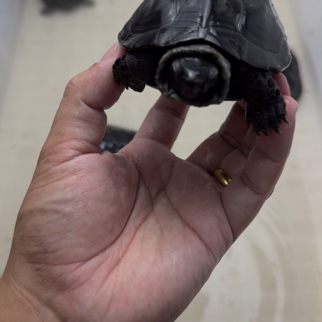 中华草龟公碳墨龟