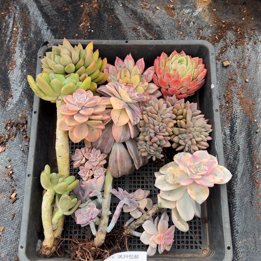 117紫乐锦老桩多肉