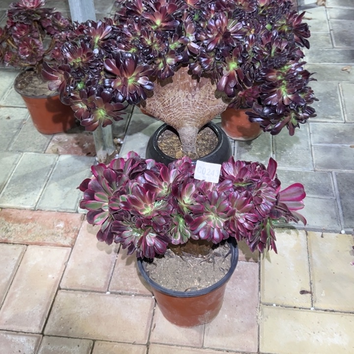 243欧紫缀美杜莎缀多肉植物