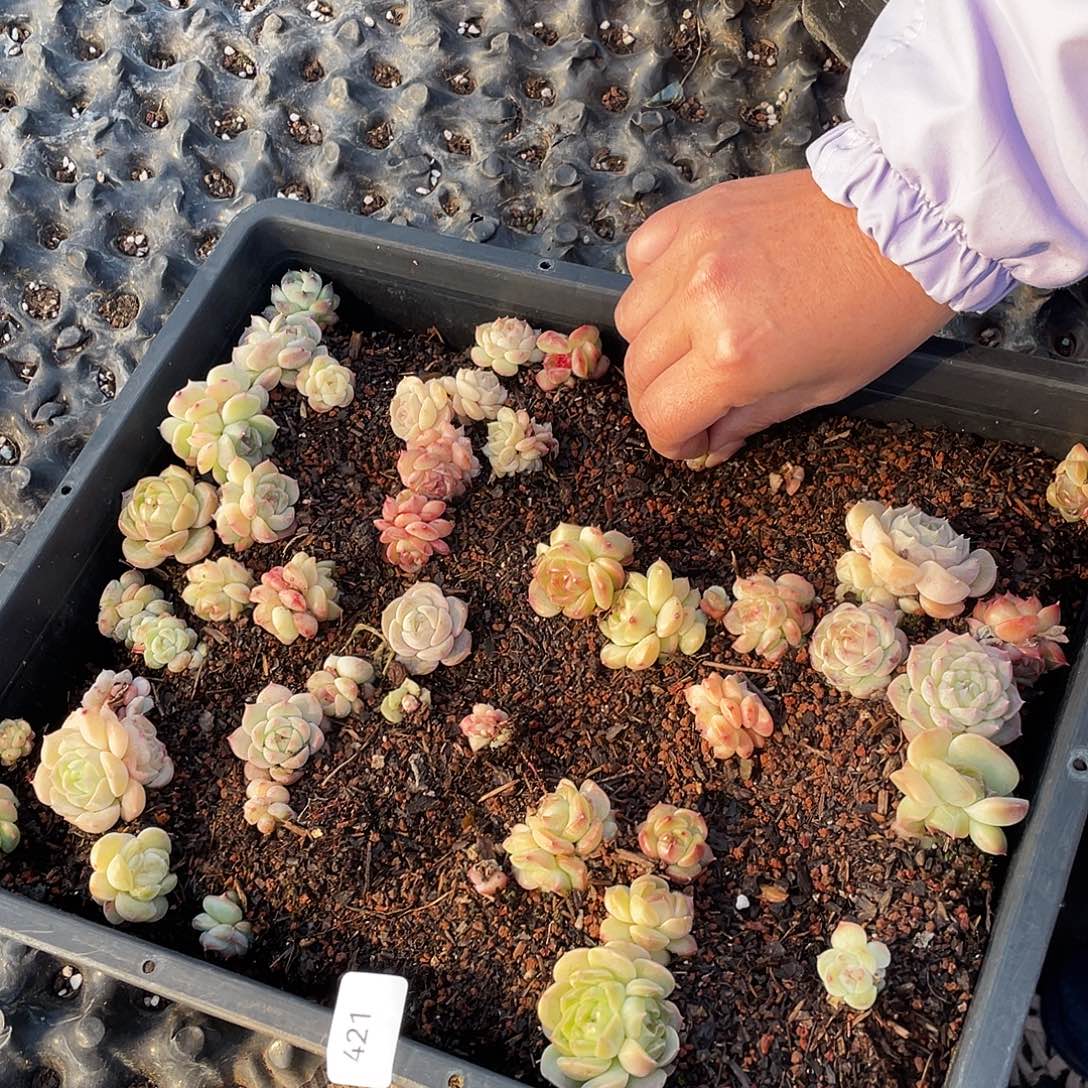 英***英421。 切盒发货。                    