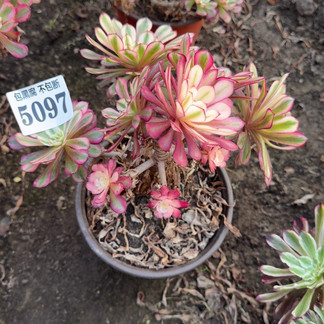 法师白月光5097 19-37