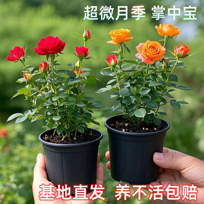 超微月季带花苞迷你小月季花桌面盆栽微月须惠姬四季开花姬月季花
