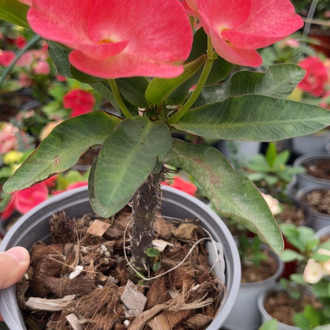 白***薇虎刺梅-七彩+妖精156（13号）