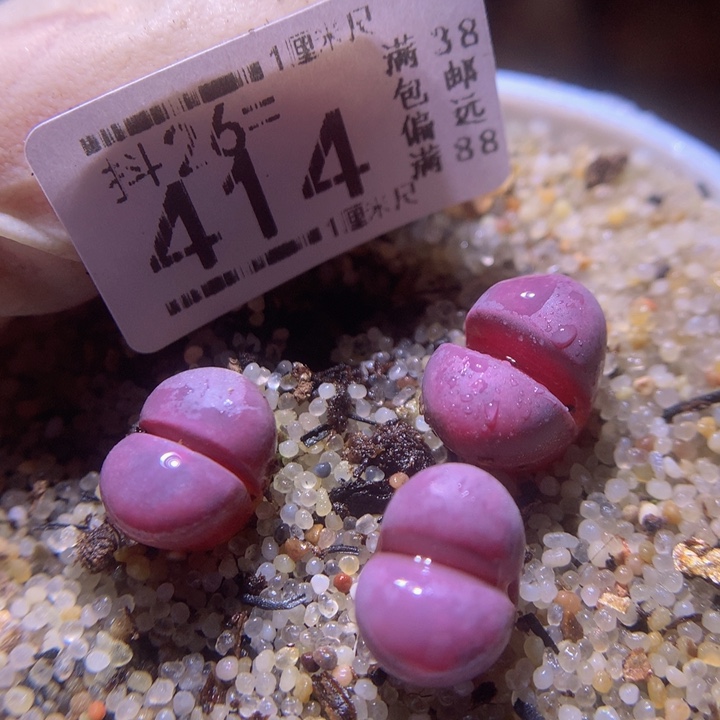 精品生石花26.414