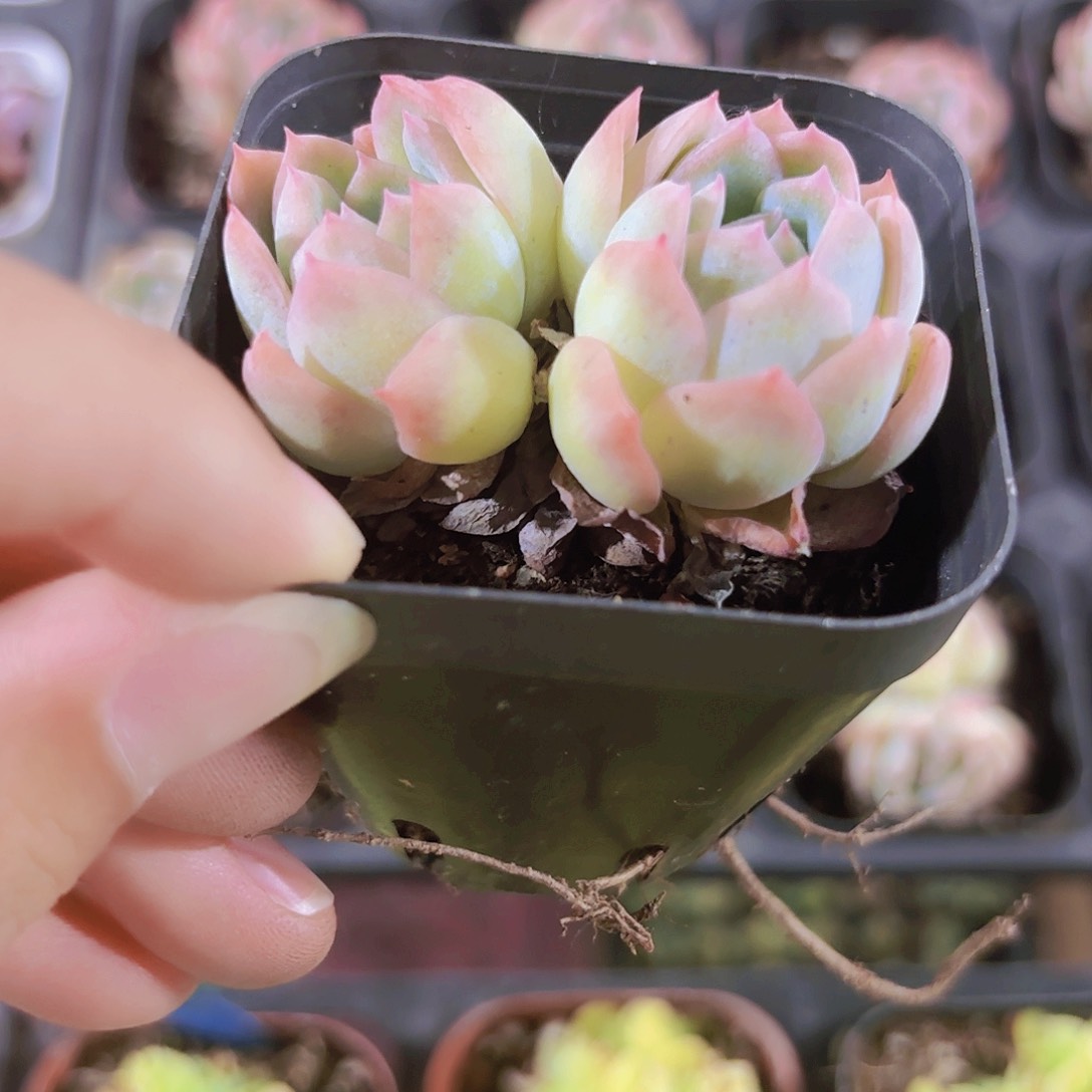 精品莎莎女王多肉