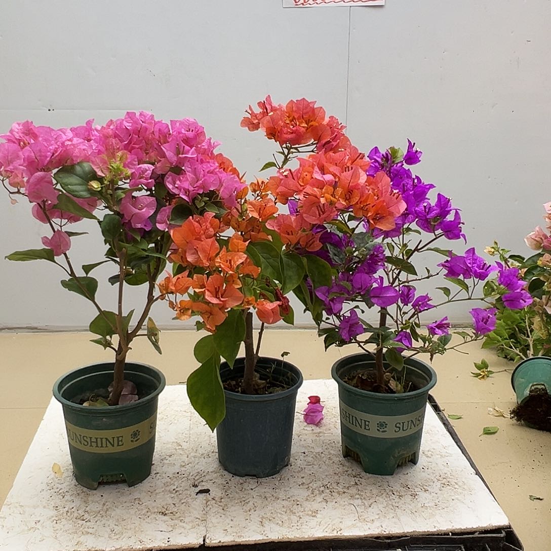 大部分花苞少量开放红粉佳人，波妹，金龟紫组合