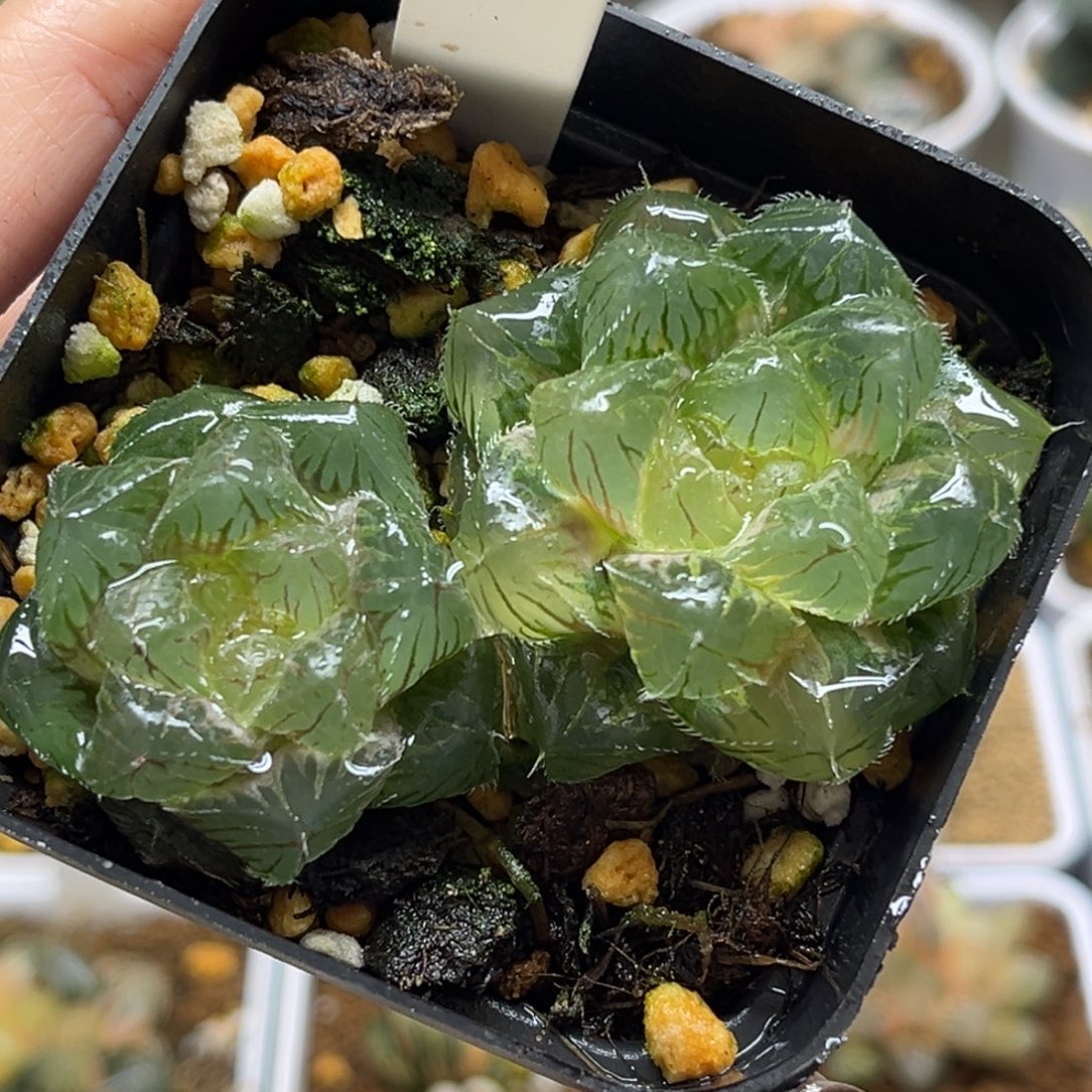 13双头冰魄玉露锦福利专场