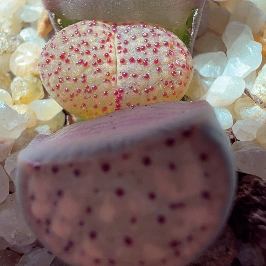 101-171血点多肉多日