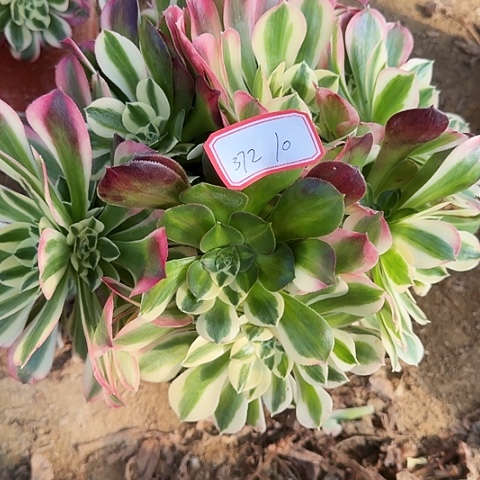 多肉植物白凤372号