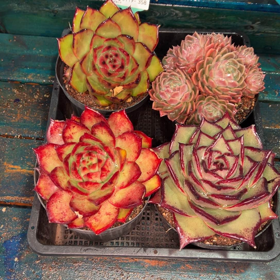 从前慢多肉精选编号0119.358