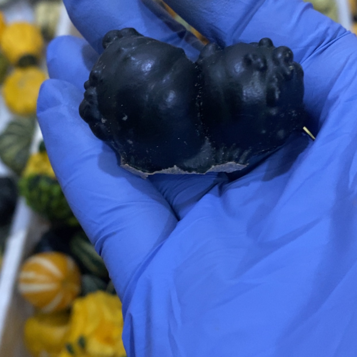 【闪购商品】墨西哥七彩葫芦青皮葫芦