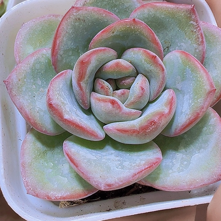 奶油泡芙19包邮多肉