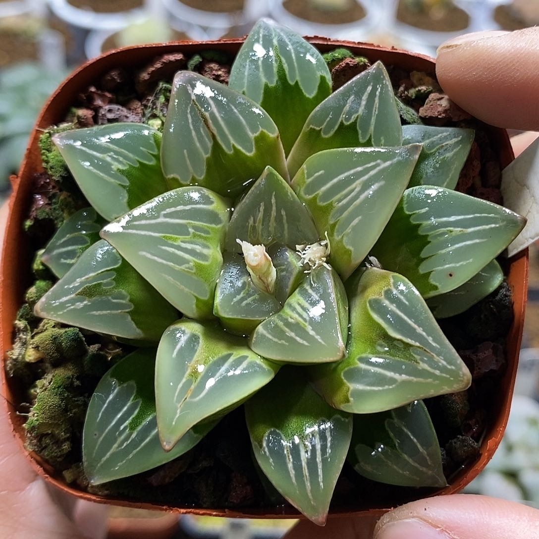 111绿玻璃哈哈哈哈哈