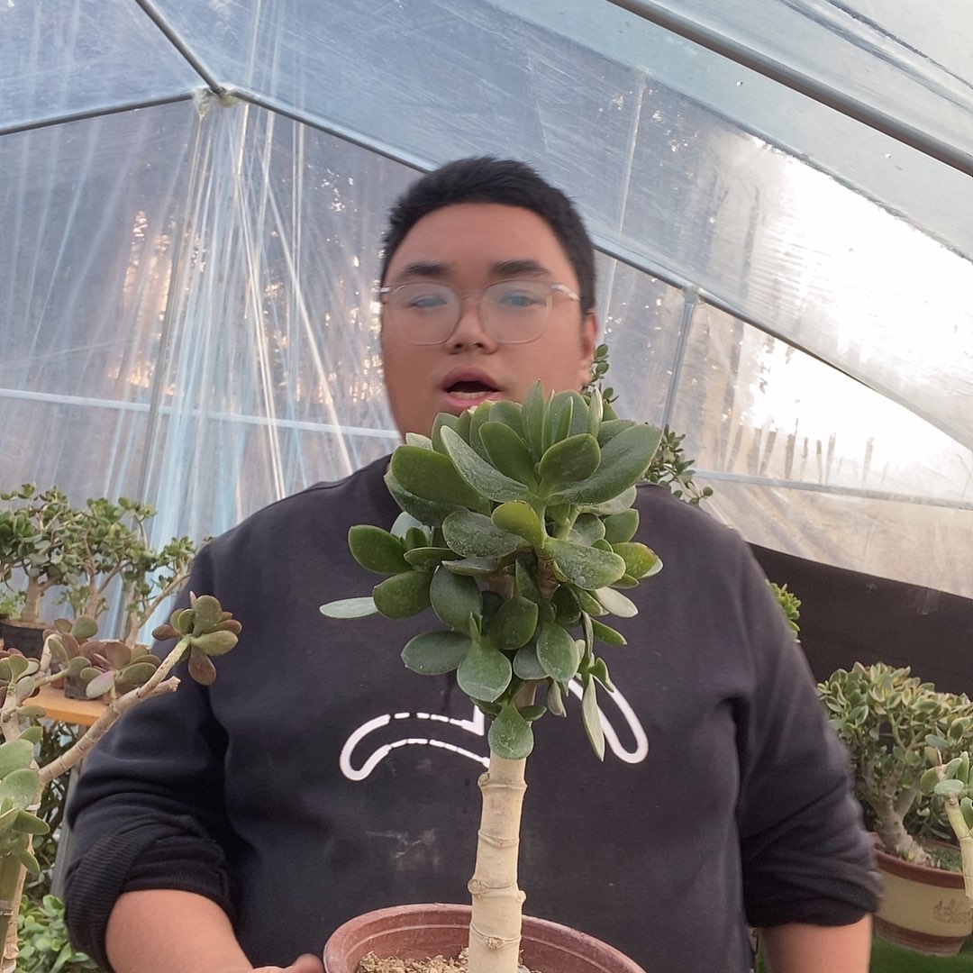 素****当前无花栽培后可以开花