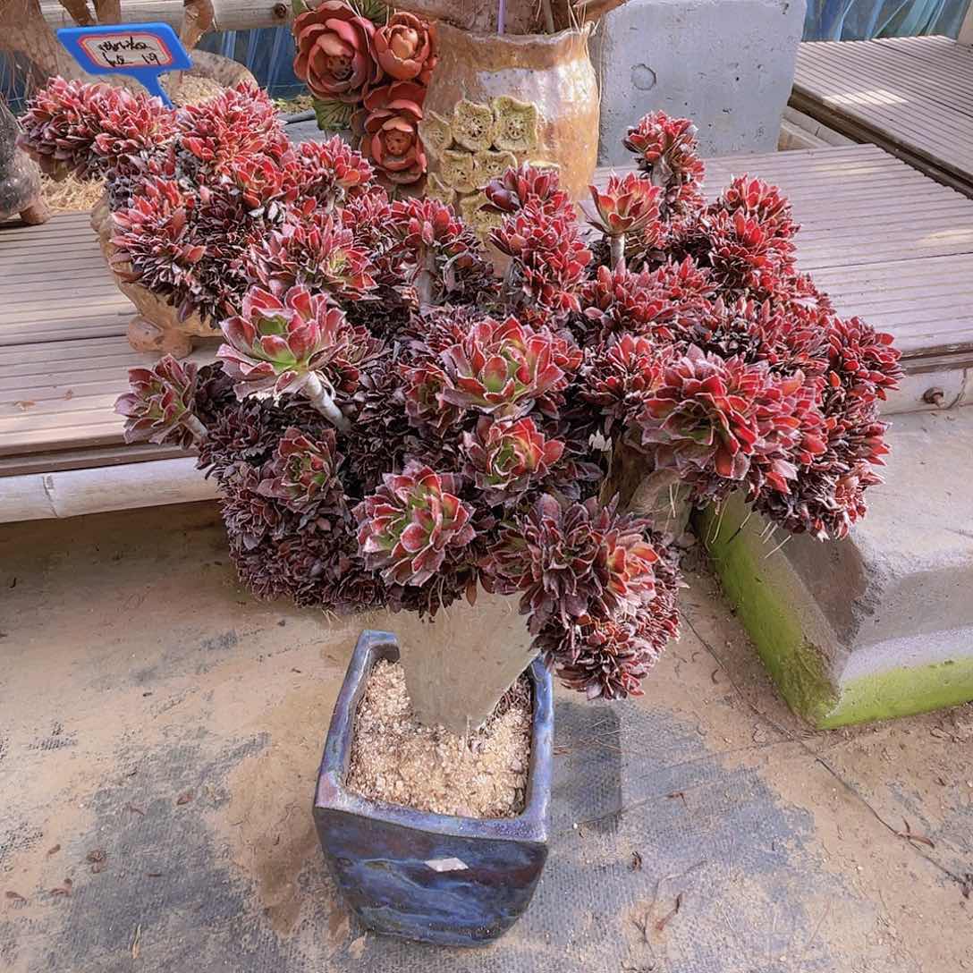 【闪购商品】无花朵黑法