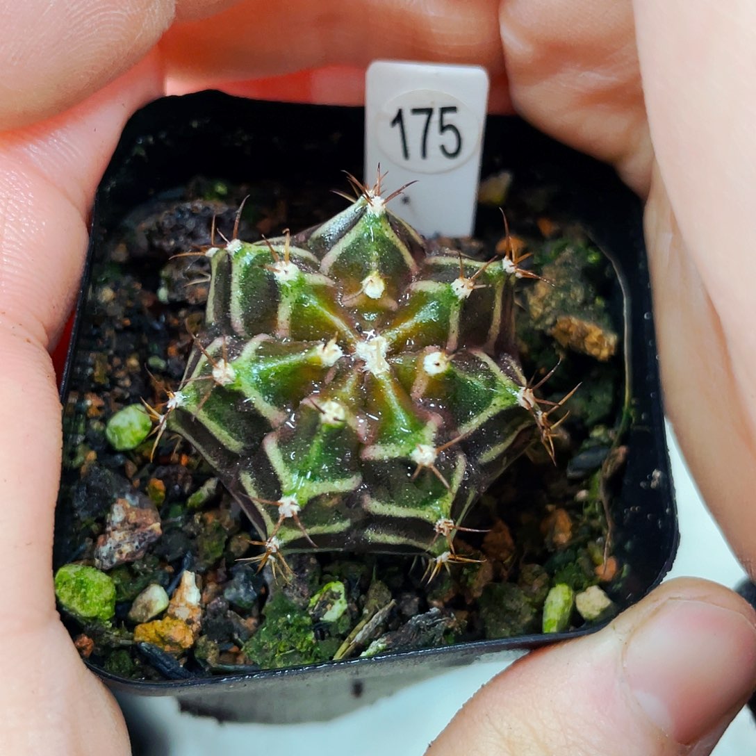 非偏远地区满25包邮仙人球