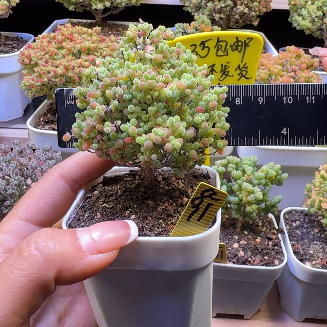 a91号蜜橘冠服7厘米左右