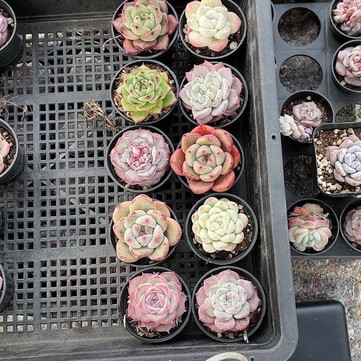 杂交品10棵一组发货花随机