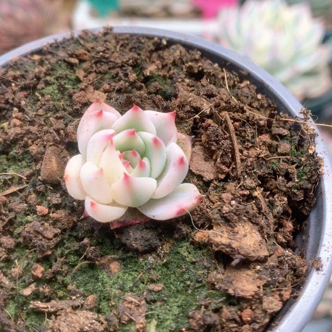 ✮****137锦锦锦锦锦锦锦