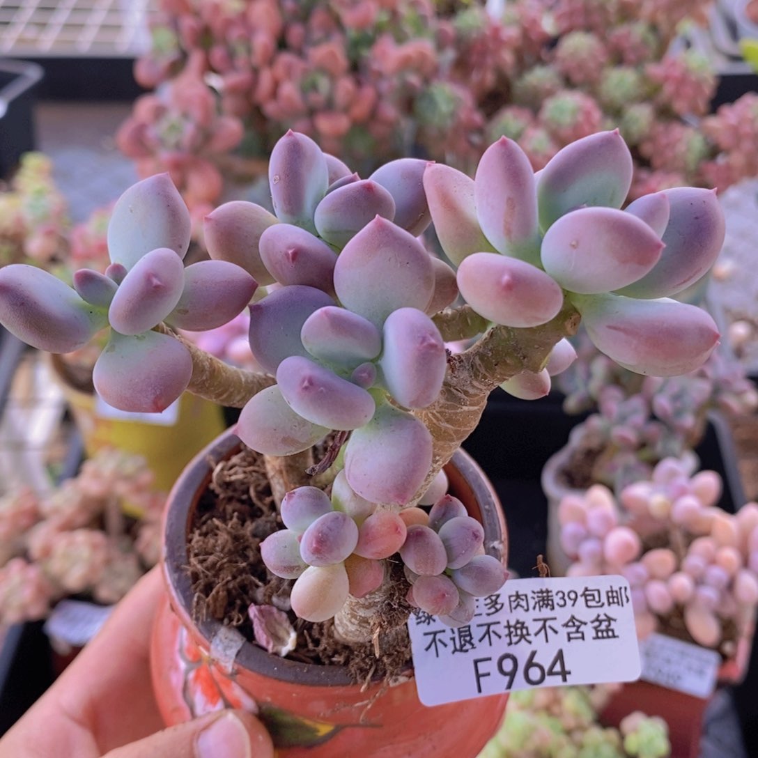 苹果奶8cm964多肉植物