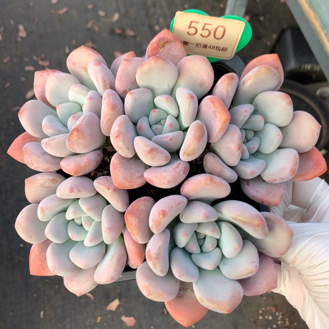 丸叶奥普无砍平头550