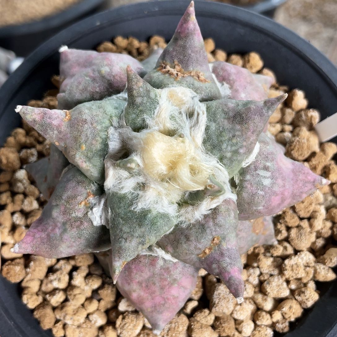 9日8号自根练手牡丹