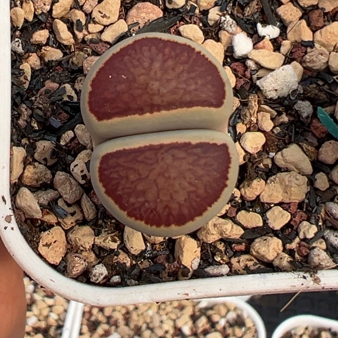 岛田红窗菊母本一物一拍