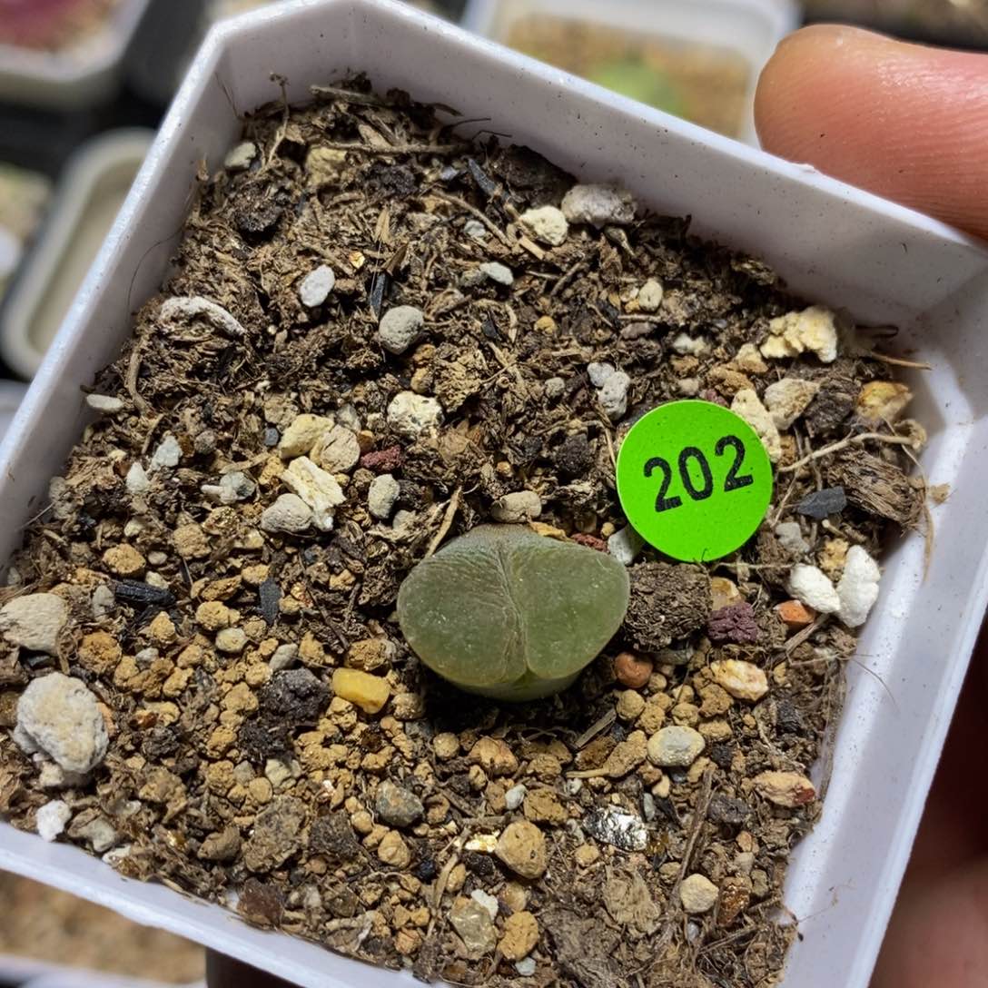 糯窗三角窗多肉植物202