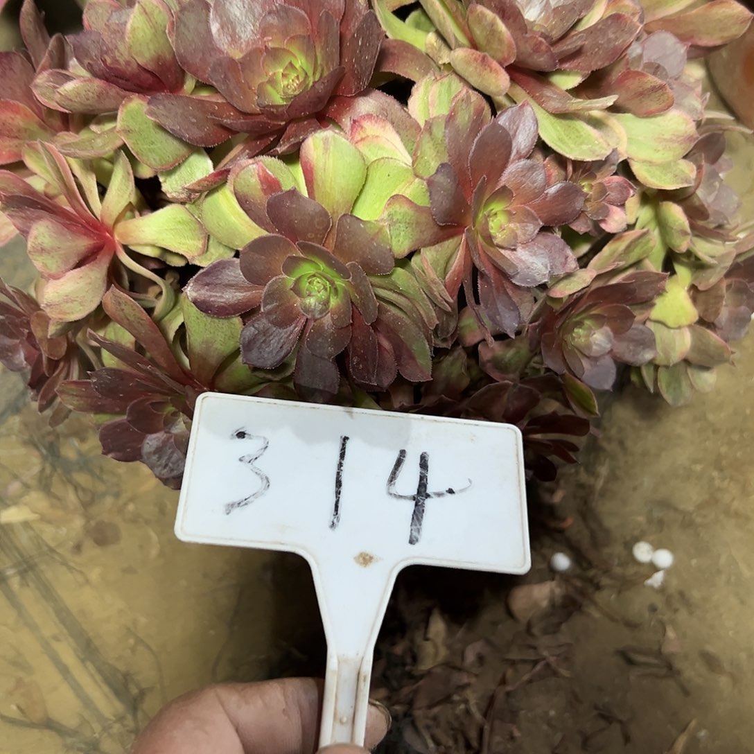 l***3多肉植物万七彩法师314