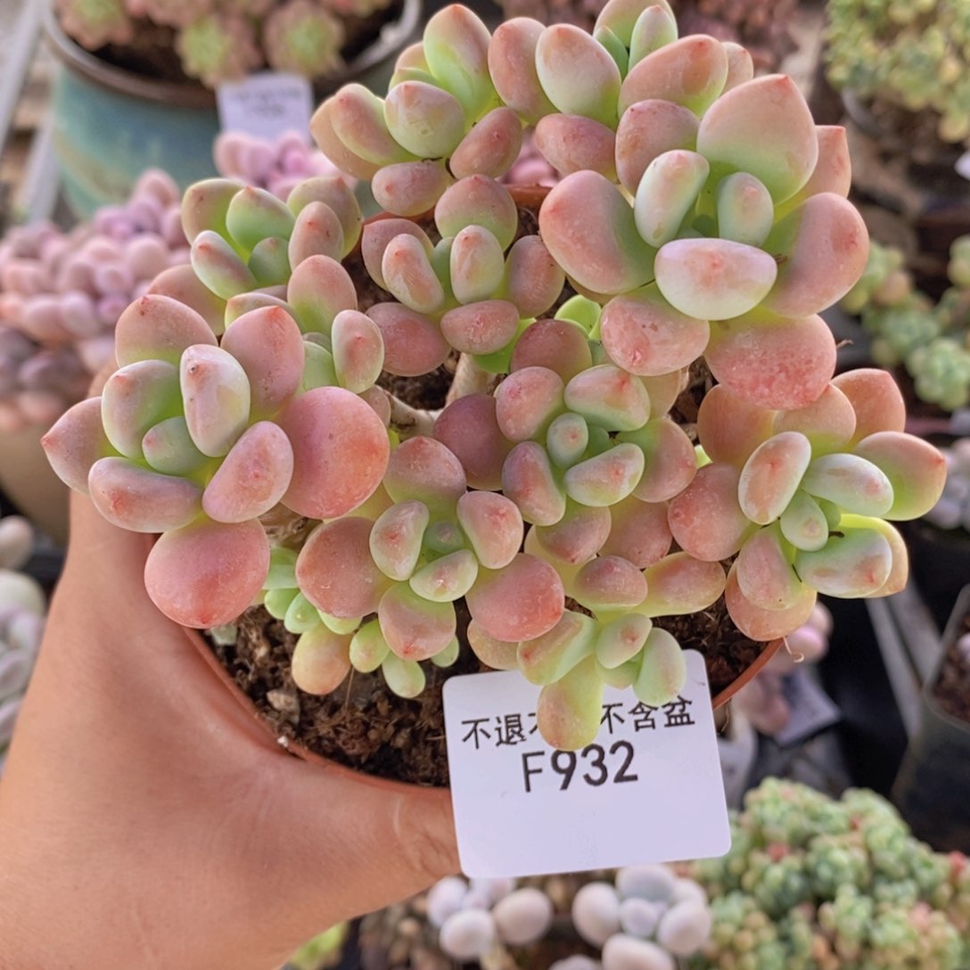 樱花洛神8cm932多肉