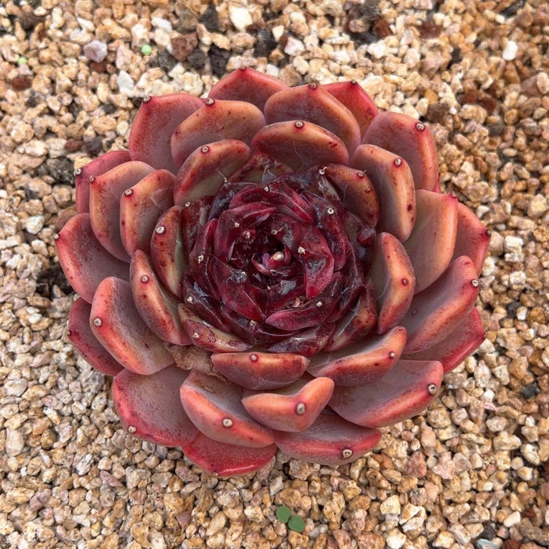 焦糖珍妮多肉植物