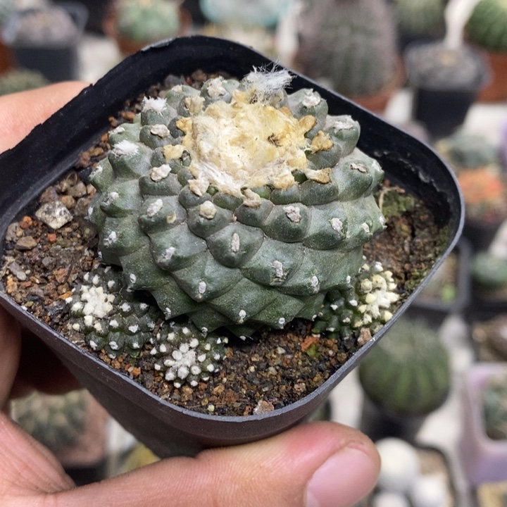 墨碟特价福利特价