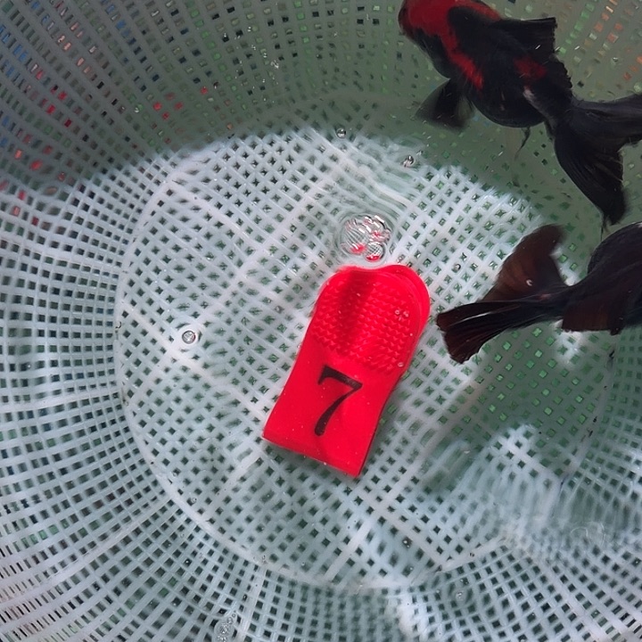 海水鱼7号尺寸6-9区间