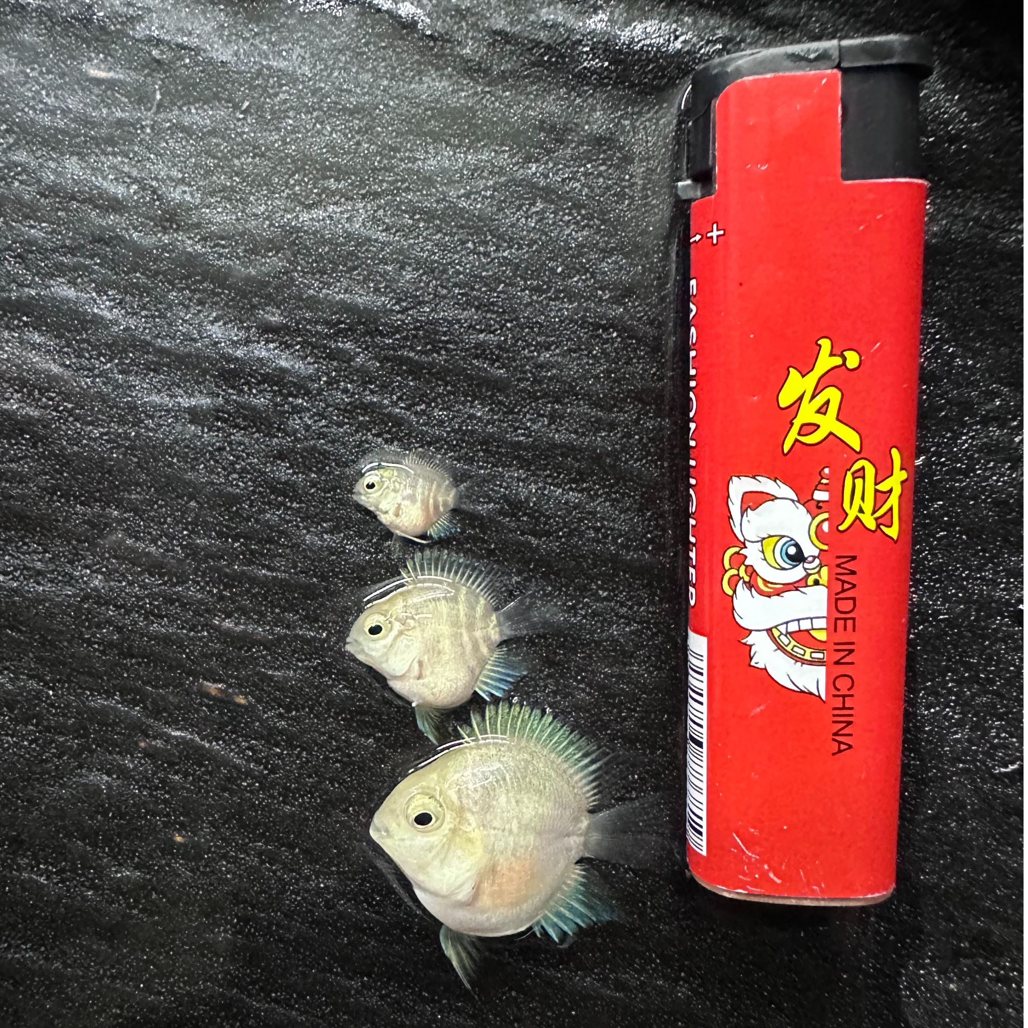 台系桃心迷你鹦鹉鱼白金宝蓝（无拆箱视频不报损）