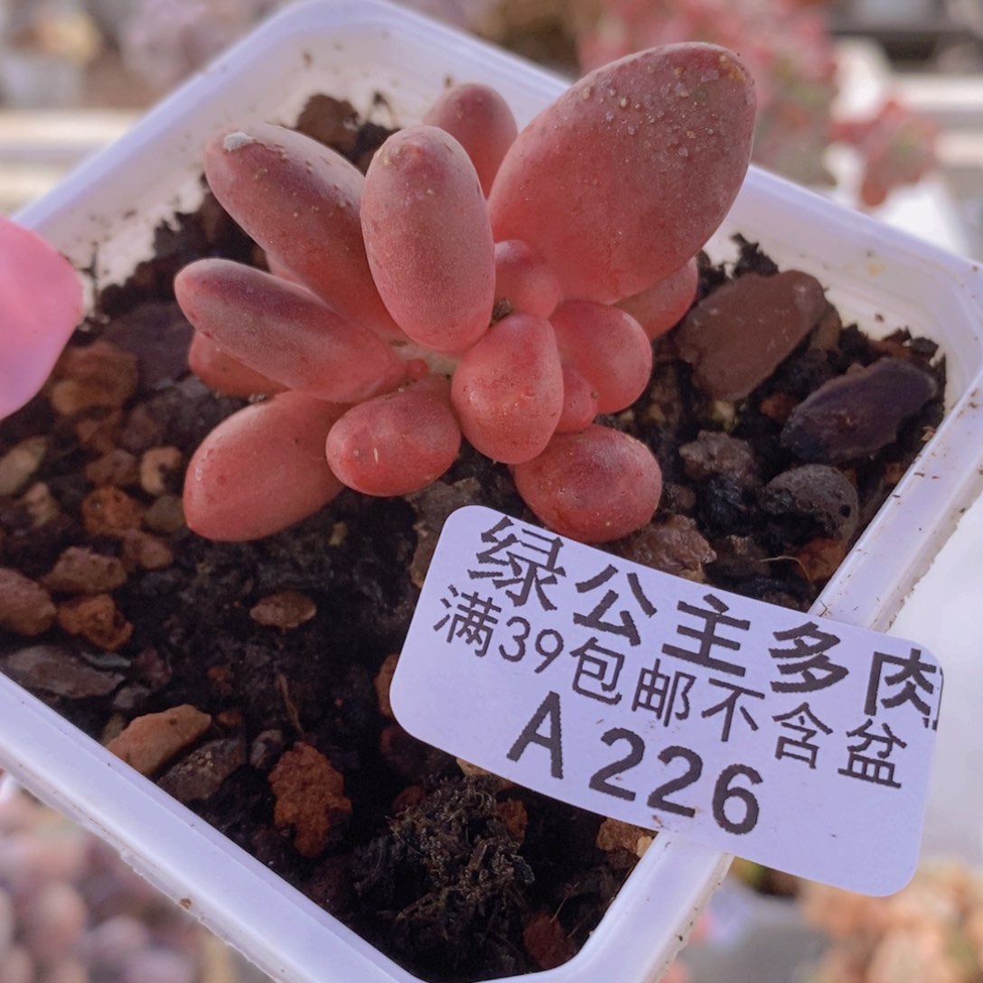 芒果奶4cm226多肉植物