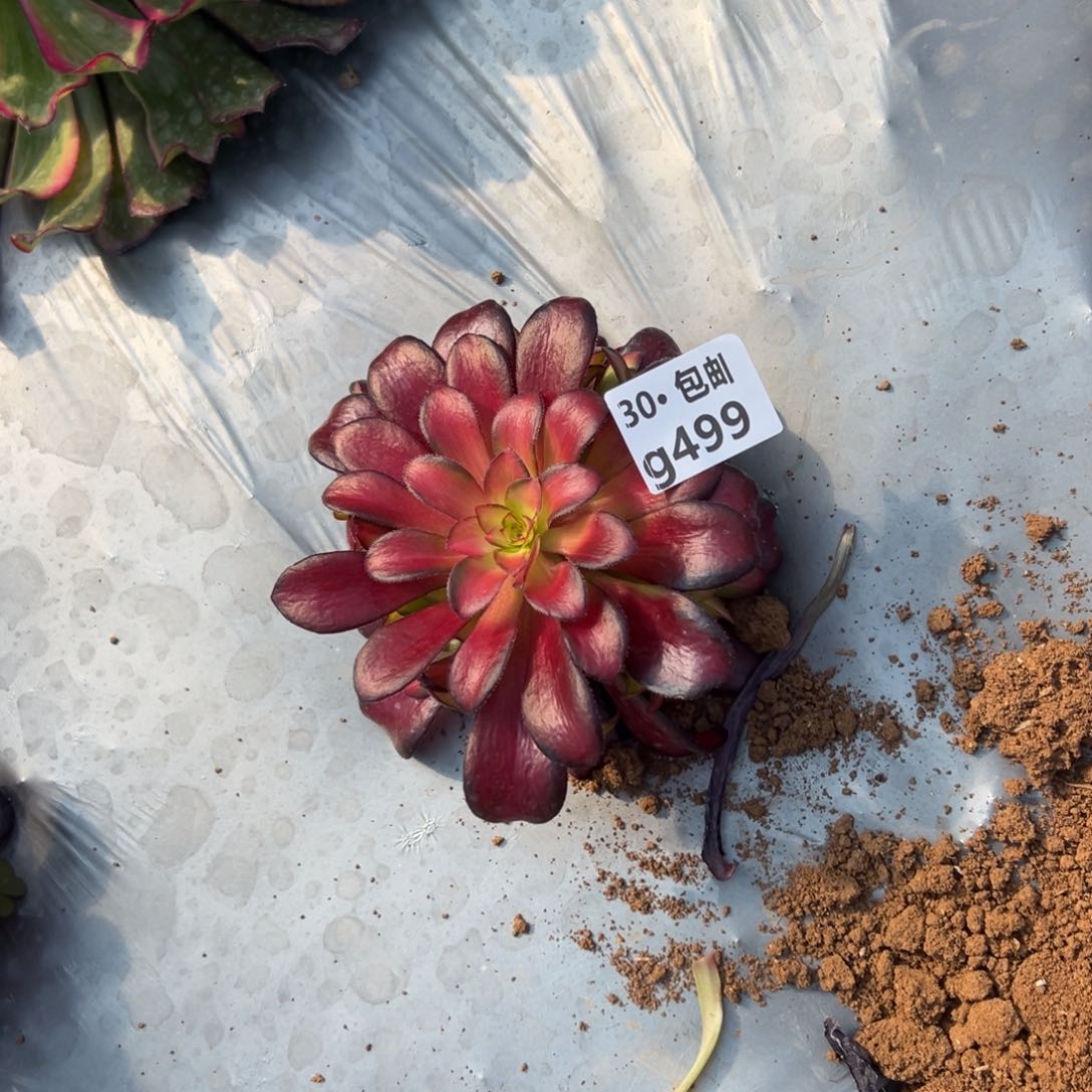 499 多肉法师夕阳