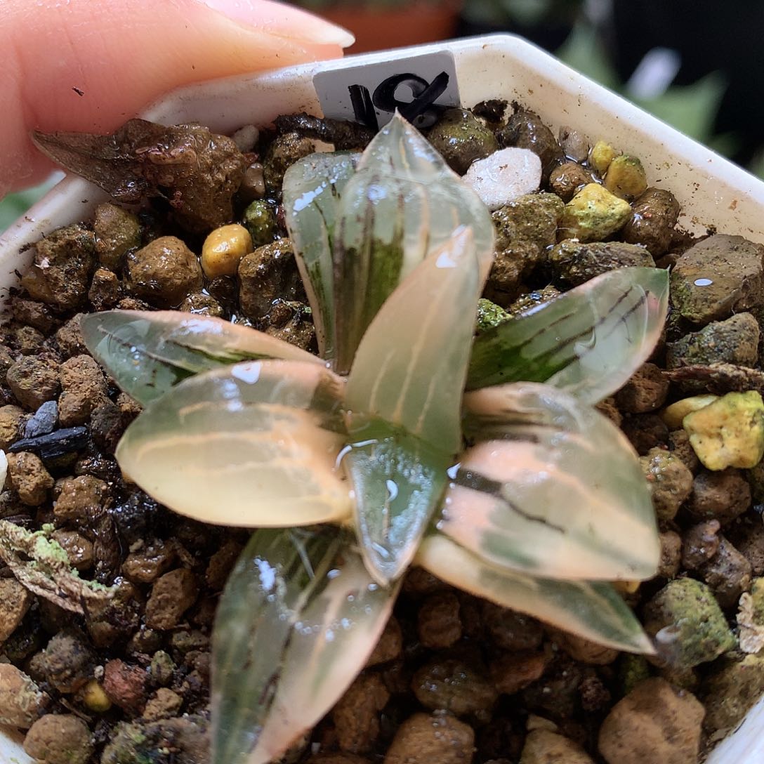 红纹寿锦带盆土发货tuz