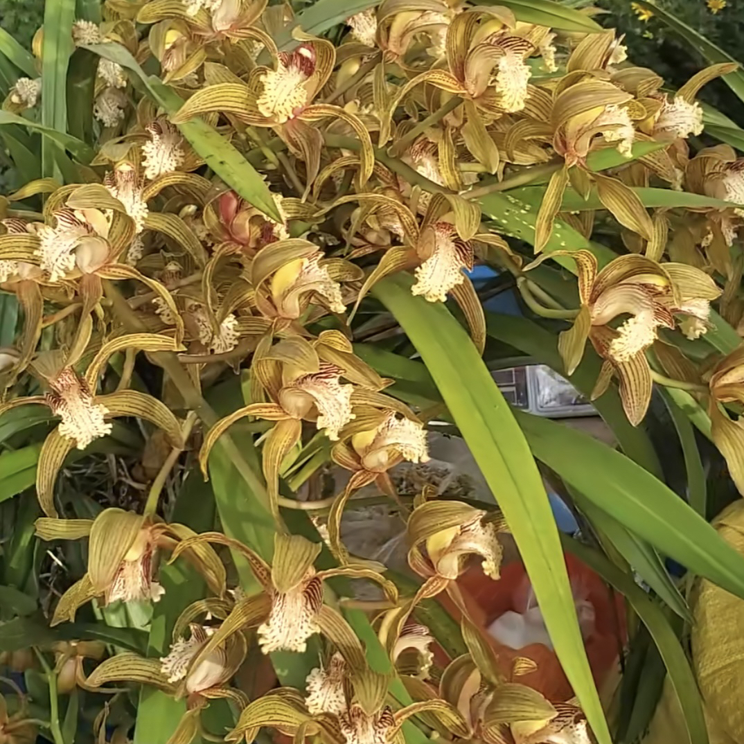 虎头兰红嘴鸥稀有品种四季常绿阳台室内盆栽花香