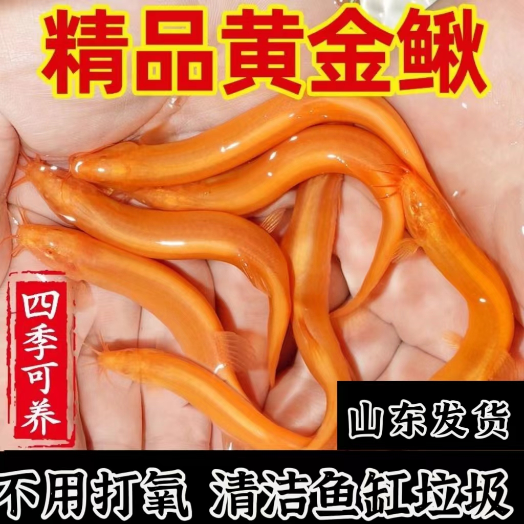 【黄金泥鳅】观赏鱼不用打氧冷水淡水鱼好养耐活清洁鱼缸垃圾工具鱼