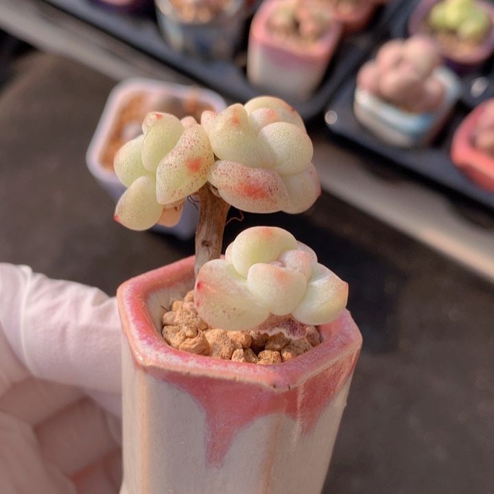 039 果冻冰玉 3头  树杈造型 木质