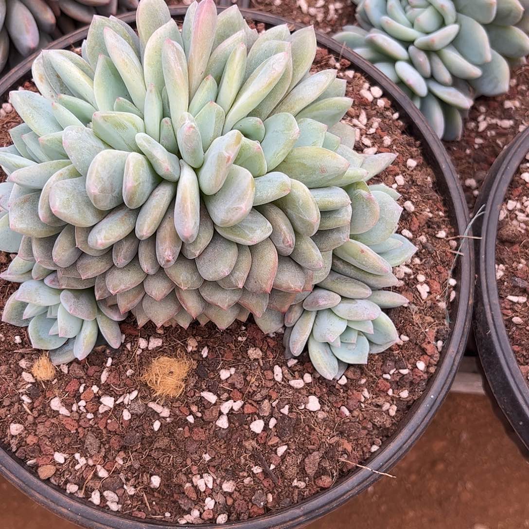 寄养链接发货链接发货链接