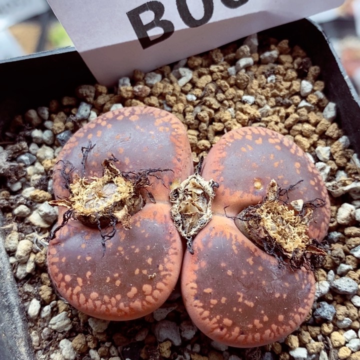 我是一只小小鸟地域鬼的068