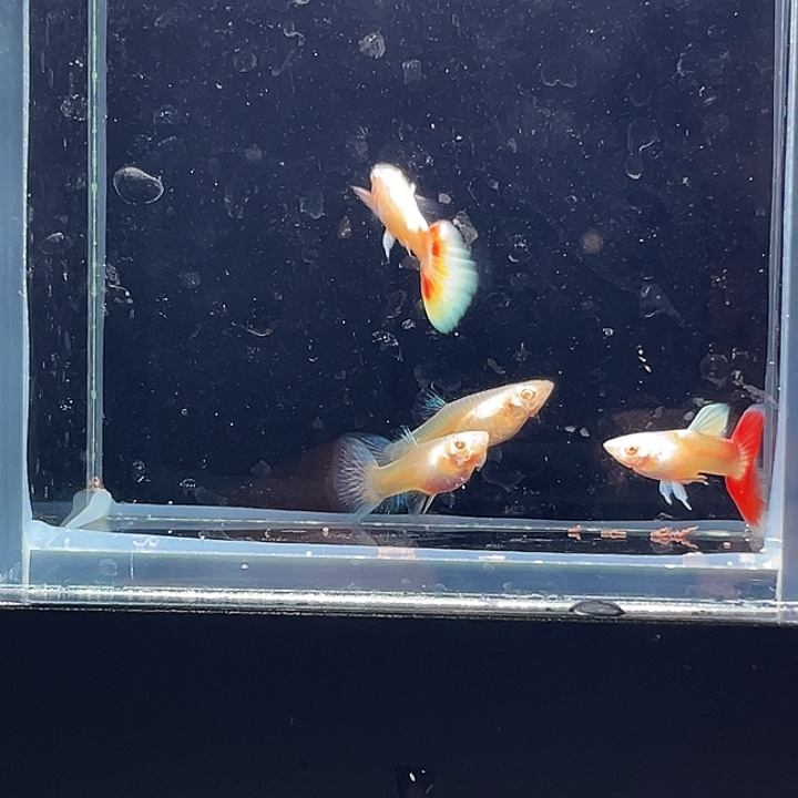 孔雀鱼20.蓝白两对