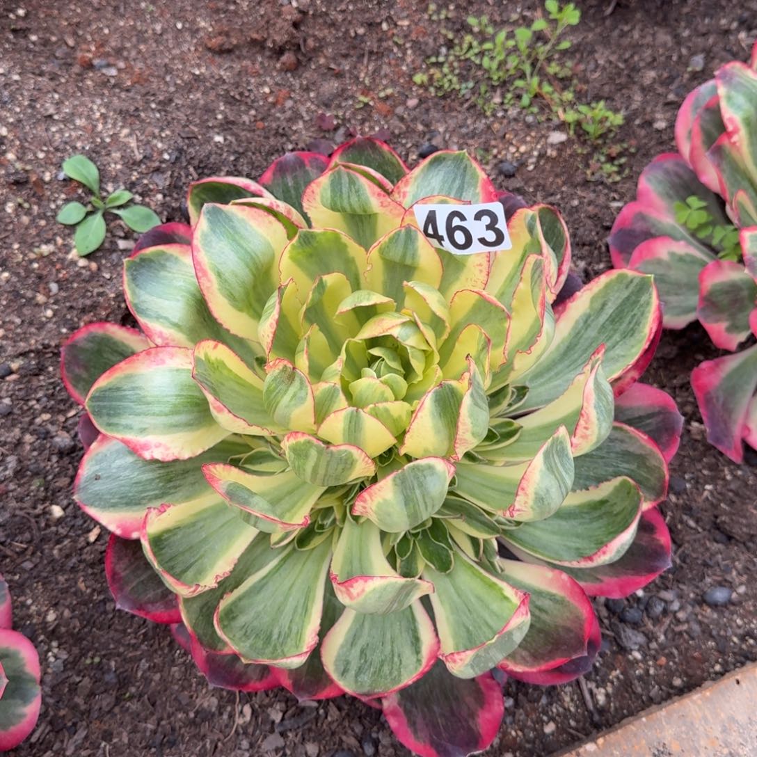 463多肉植物如意多肉