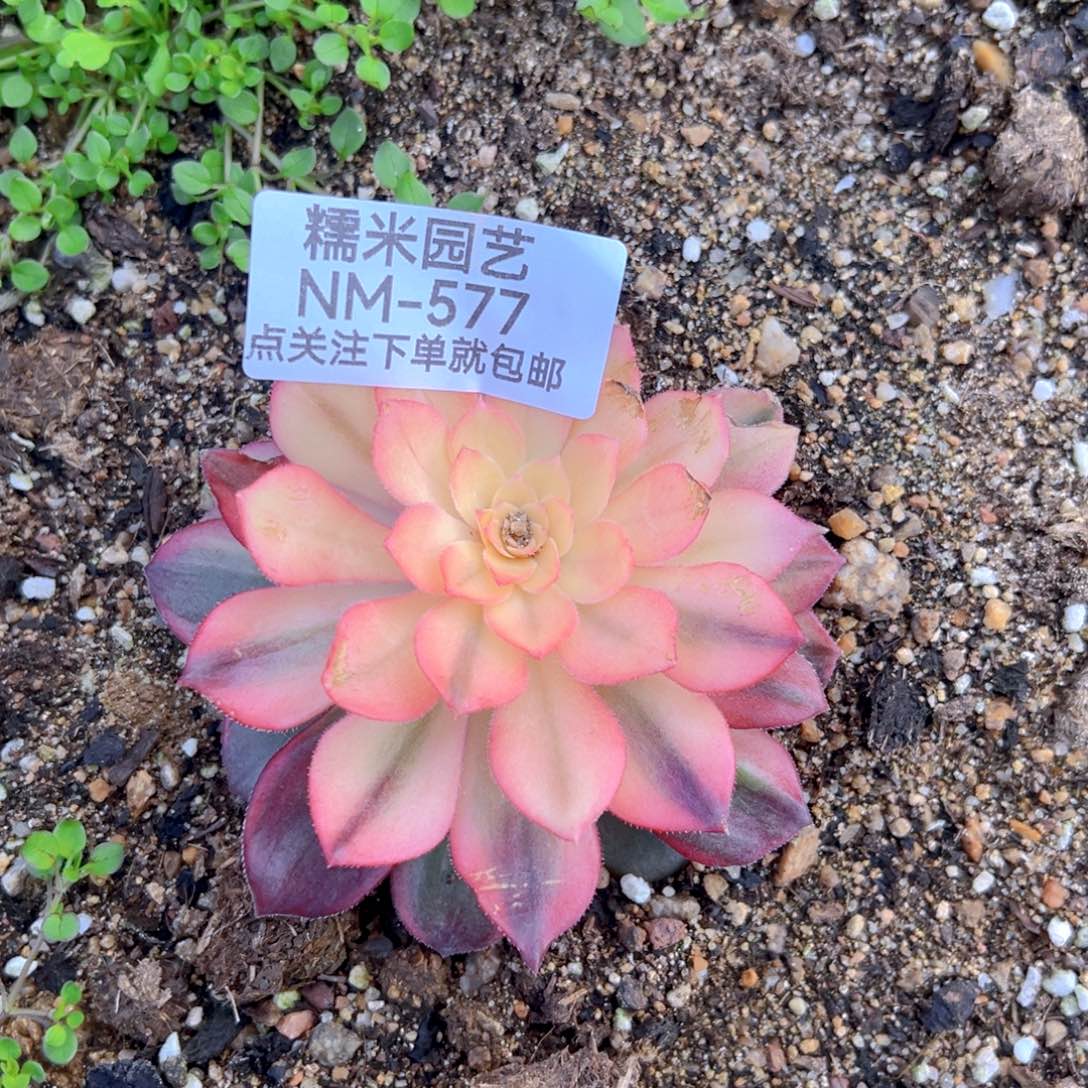 黑魔锦多肉植物577