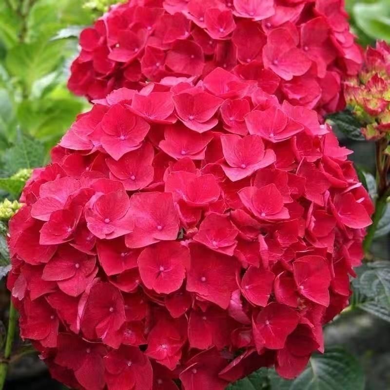 【耐寒耐热】变色大花绣球苗盆栽花卉八仙花无尽夏绣球室内庭院