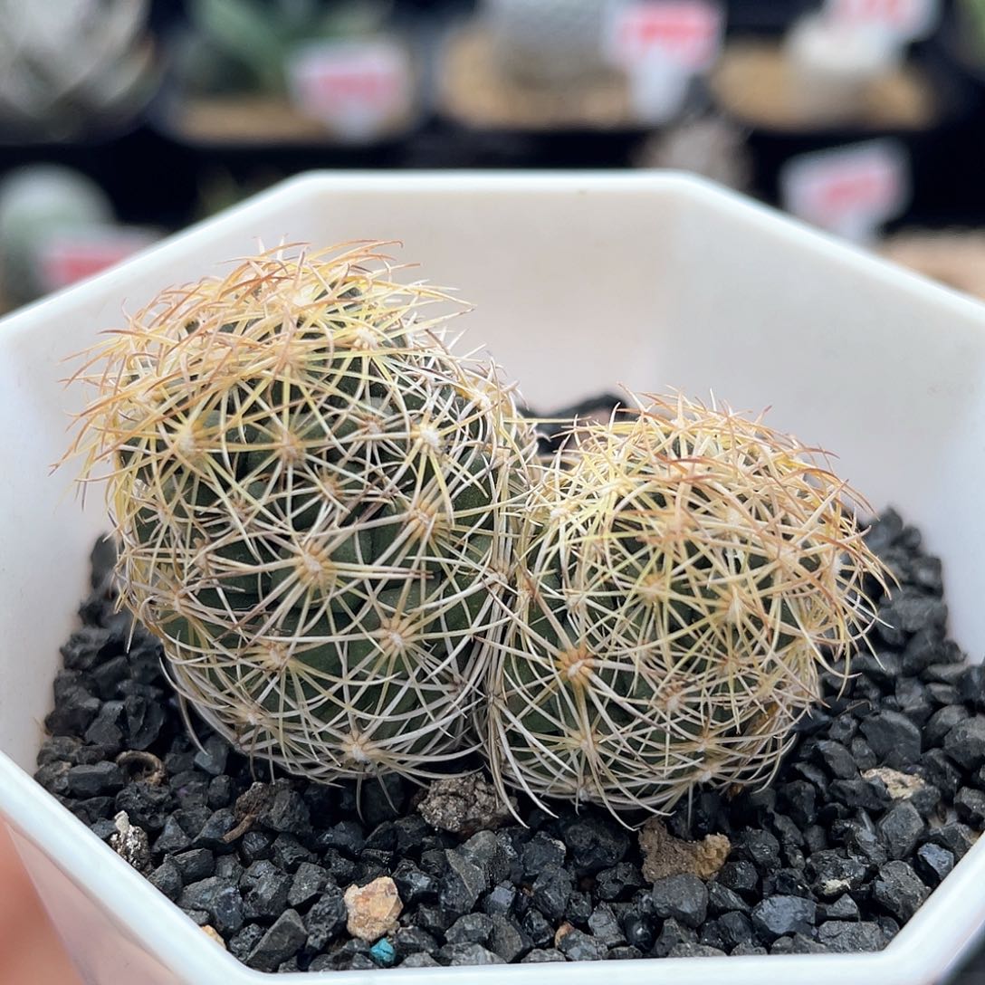 实生双头海胆仙人球