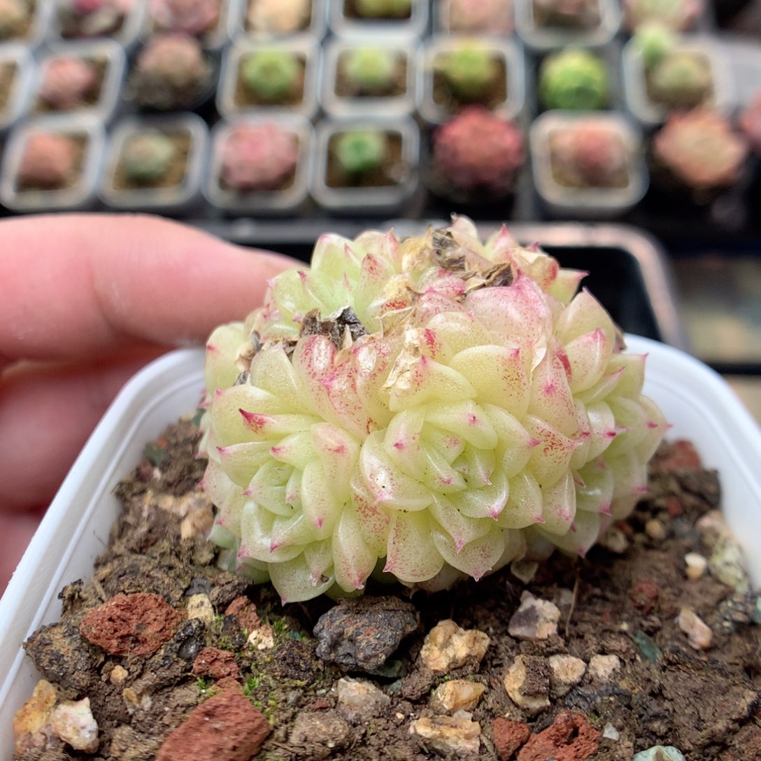 C43定繁优选编号小脸朵朵群