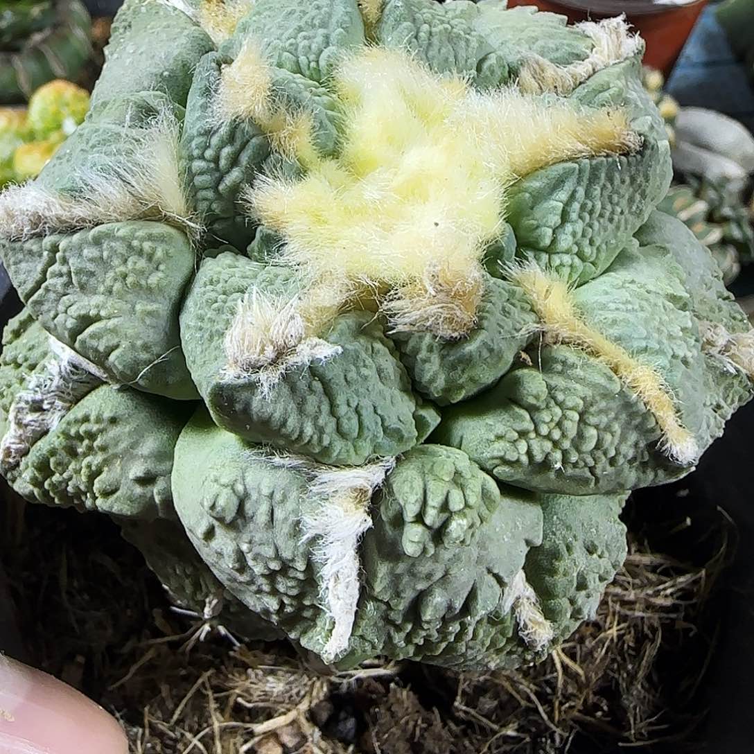 龟甲怒涛962仙人球开花