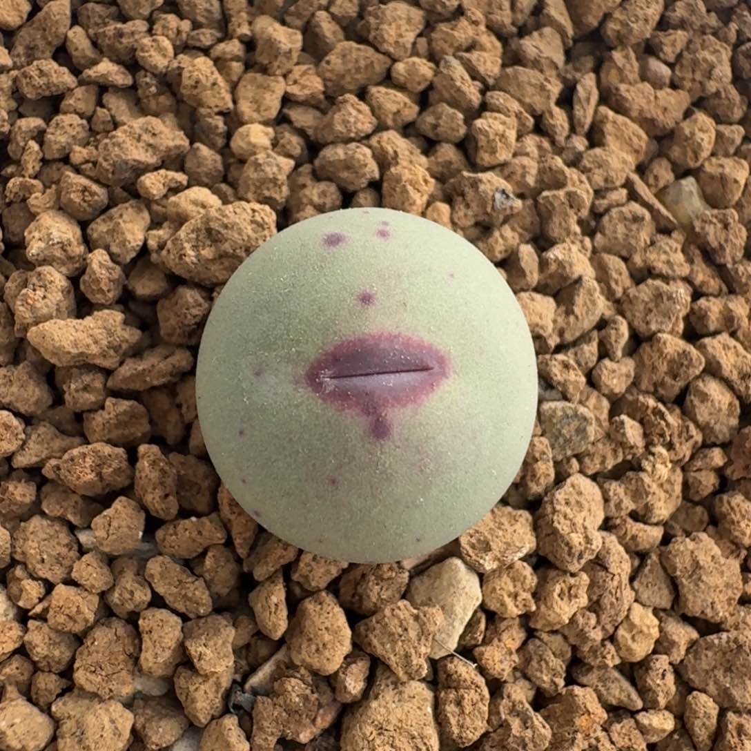 道丝红嘴1.5一颗